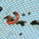 Illustration for article titled These Disgusting Red Worms Have Been Found in Tap Water